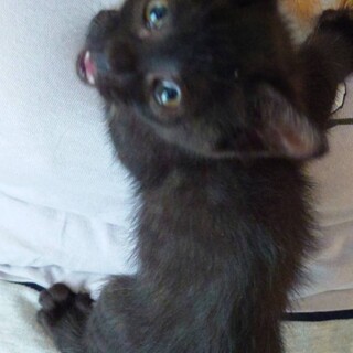 黒トラ子猫の『くろこちゃん』家族募集中！