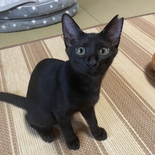 スレンダーな黒トラくん