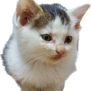 3兄弟　パンちゃん　♂　