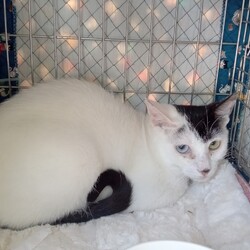 つくば（研究学園）猫の里親会 サムネイル2