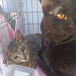 つくば（研究学園）猫の里親会 サムネイル3