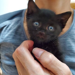 3兄弟　黒子猫ちゃん　♂　