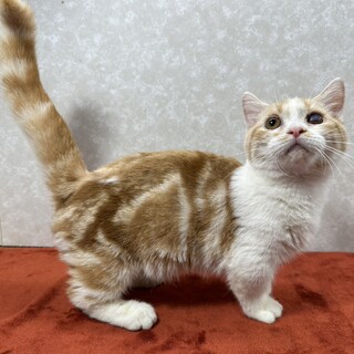 マンチカン3月生まれ❗️短足、左目白濁❤マイケル