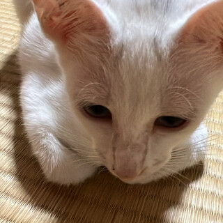 好奇心旺盛の女の子、ココちゃん