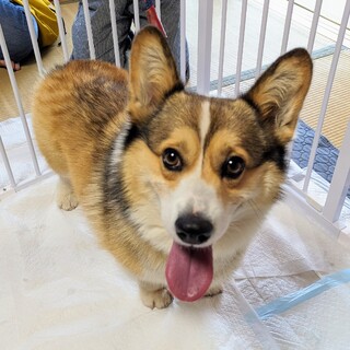 一旦停止  甘えん坊のコーギーくん