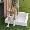 とても甘えんぼの可愛い三毛猫ちゃん