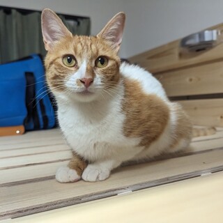 9/17さいたま市岩槻譲渡会　チロルちゃん