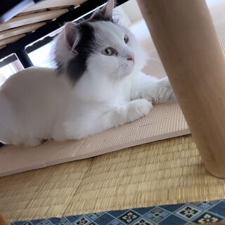 ミヌエット3歳 オス