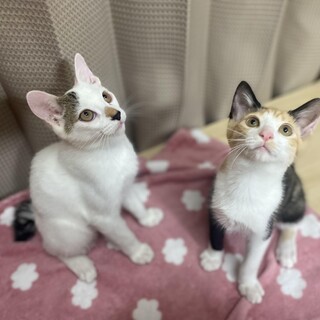 いつも人間と一緒にいたい甘えん坊