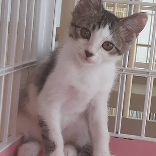 畑に迷い込んできたキジ白の子猫！！