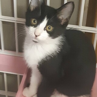 ハチワレの可愛い女の子猫！！