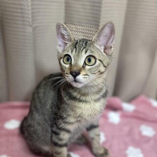 チャームポイントは寄り目。添い寝好きの甘えん坊