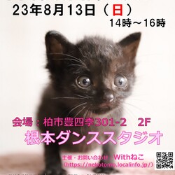【柏市】８/13（日）根本ダンススタジオ保護猫譲渡会 サムネイル1