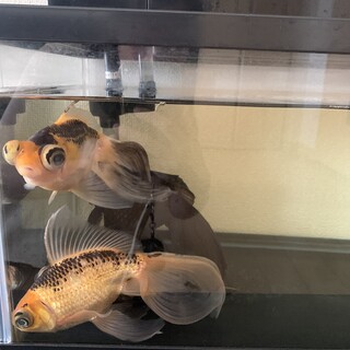 金魚　出目金　4匹