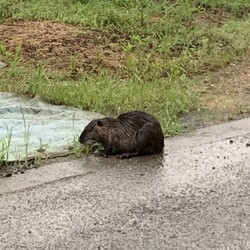 「レオのその後とか」サムネイル3