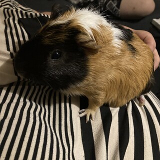 モルモットオス