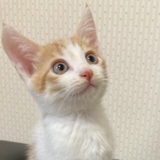 元気な男の子☆ナッツ君