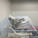 オカメインコ　自宅まで引き取り可能な方のみ