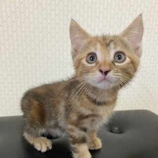 不思議な毛皮☆ヒマワリちゃん