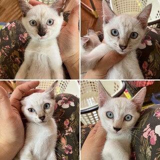 生後2ヶ月の4姉妹