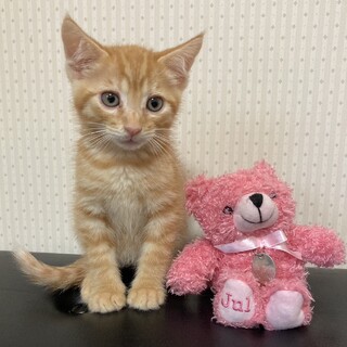 元気な男の子☆まつり君