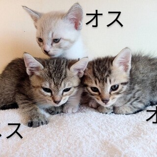 子猫3匹　