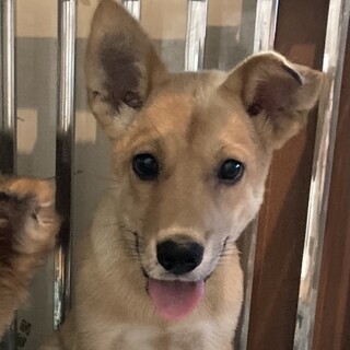 保健所からレスキュー！コロン君の家族になって下さい