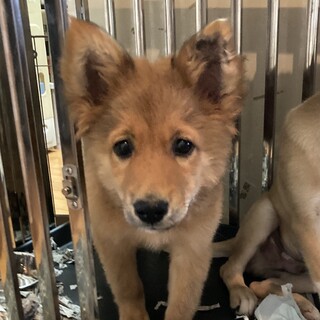 保健所からレスキュー！ネネちゃんを家族に‼