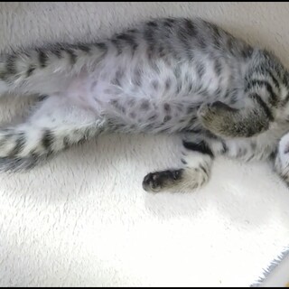 とってもお上品な『かもちゃん』