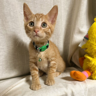 おいでやご飯が理解茶トラ男子★茶丸