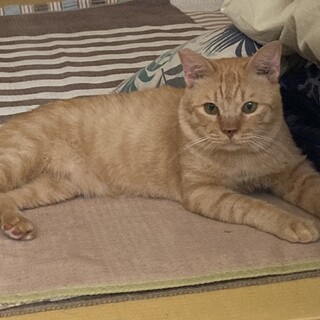 トライアル中　おっとりのんびり茶トラ君