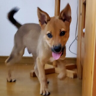 お座りが可愛い【祭君】４ケ月