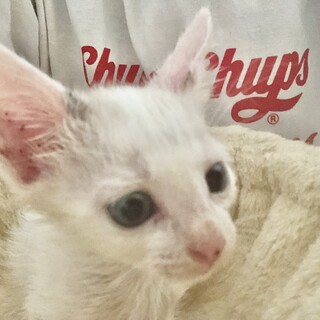 ありがとうございました★ちいさな白猫ポポくん