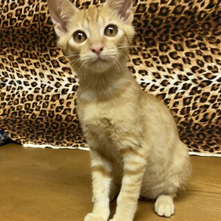 人馴れバッチリ　ガーデンくん