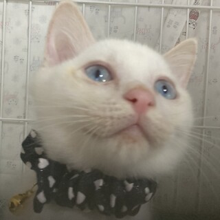 綺麗なブルーのお目々の白猫☆オト君❣️