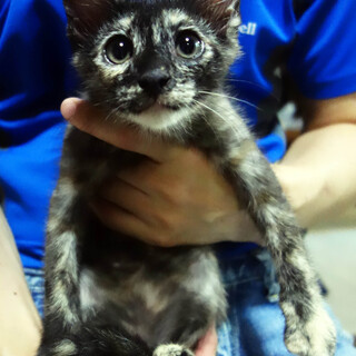 甘えん坊のサビちゃんです。