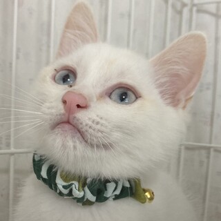 とってもフレンドリーな白猫のニイニ君❣️