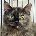 ふわもふ長毛サビにゃんこ。