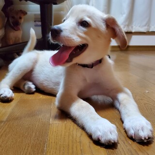 仮名通りのとても明るい性格の【太陽君】２ヶ月