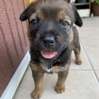 1ヶ月の可愛い女の子「スイちゃん」