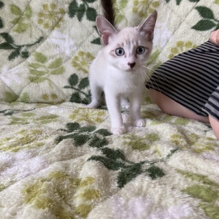 甘えん坊のブルーアイ！☆アイちゃん☆３ヶ月