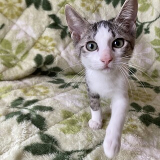 超〜マイペースで甘えん坊⭐︎ホイップ君⭐︎3ヶ月