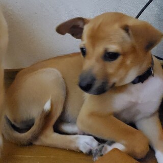 ちょっとビビりなシャイガール【朝顔ちゃん】２ヶ月