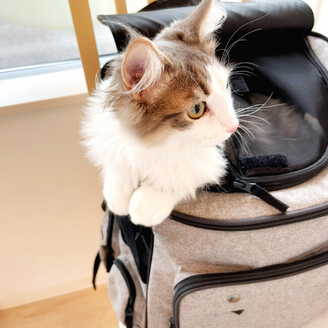 えりんぎとしめじのカバー写真