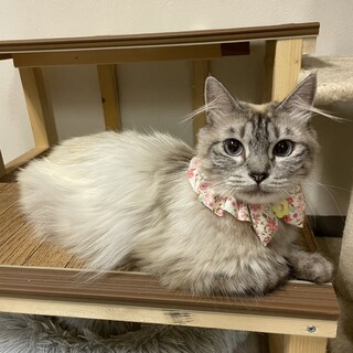 【8/6東銀座】あられちゃん3歳♪