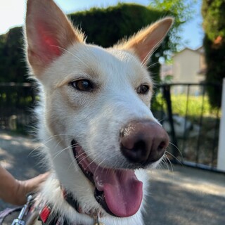 人にも犬にも愛嬌あり！