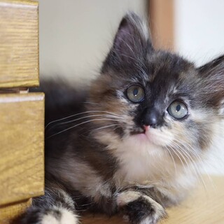 【8/26㈯猫の譲渡会参加】ふわふわなナビィちゃん