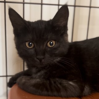 黒虎ぷっくり可愛い小夏ちゃん