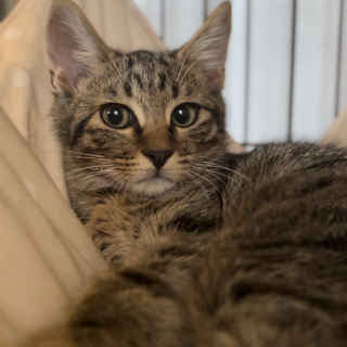 キジトラ雷くん