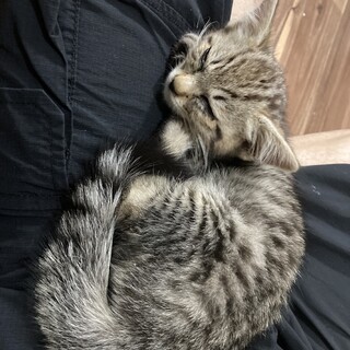 甘えん坊で元気な男の子です!